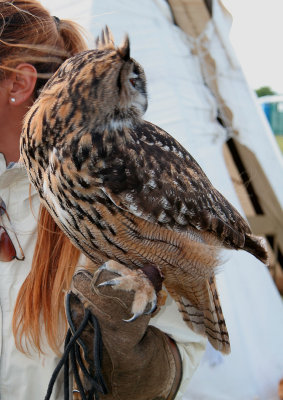 Great Horned Owl (captive)