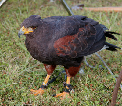 Harris's Hawk (captive)