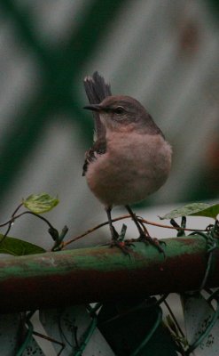 Northern Mockingbird