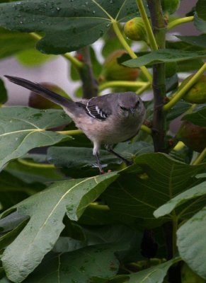 Northern Mockingbird