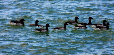 Brant Geese