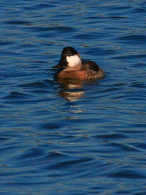 Ruddy Duck, Male