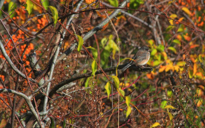 Dark-eyed Junco, Slate-colored