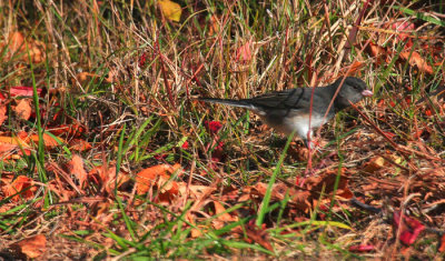 Dark-eyed Junco, Slate-colored