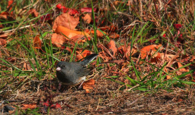 Dark-eyed Junco, Slate-colored