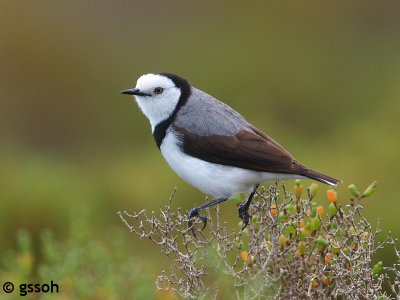 WHITE-FRONTED CHAT