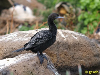 LITTLE BLACK CORMORANT