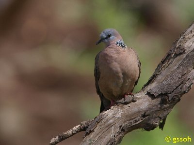 SPOTTED DOVE