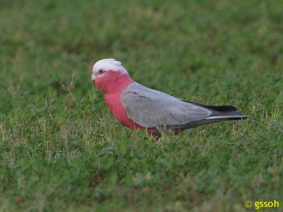 GALAH