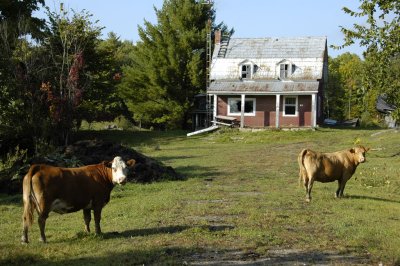 farm animal