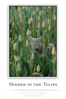 Hidden in the tulips