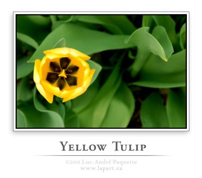 Yellow tulip