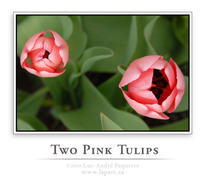 Two pink tulips