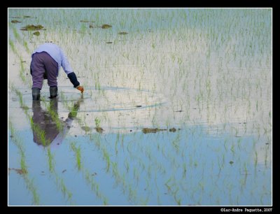 Planting Rice (Japan)