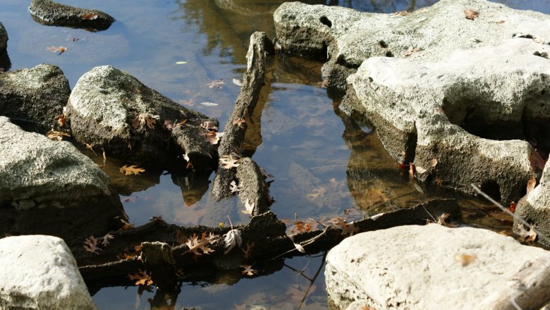 rocks and limbs sharing space