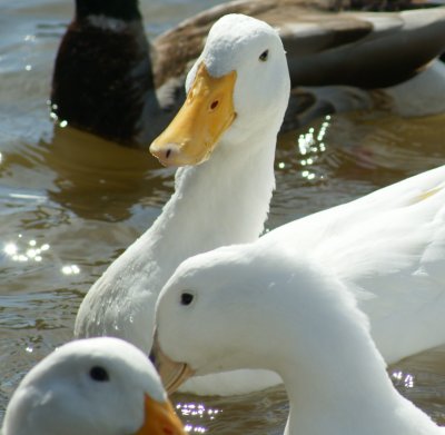 AFLAC AFLAC AFLAC