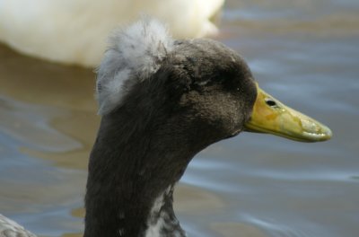 hooded black duck