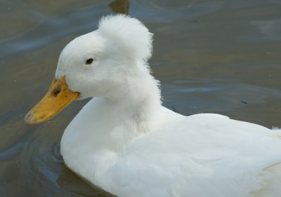 hooded white duck