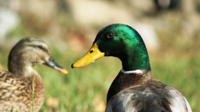 Mallard