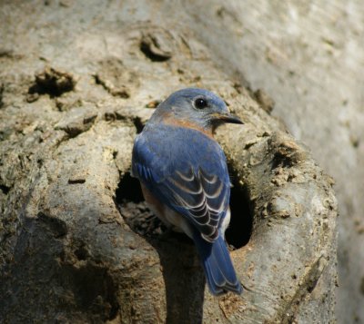 blue bird2.jpg