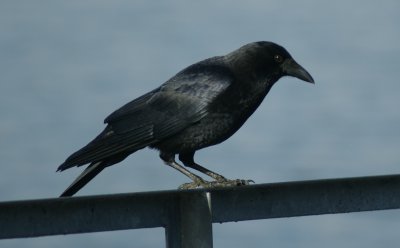 crow.jpg