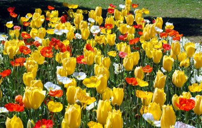 poppies tulips etc copy.jpg