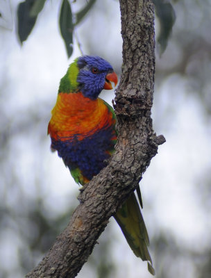 rainbow lorikeet in tree 2 copy.jpg