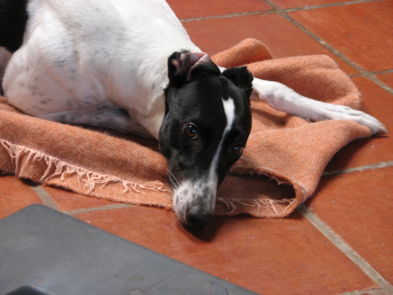 dawg-bits 004.jpg