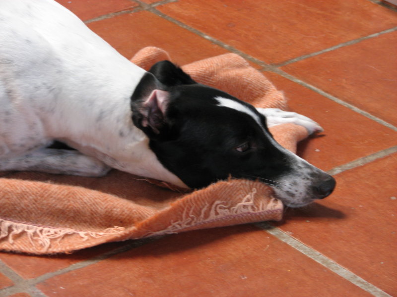 dawg-bits 005.jpg