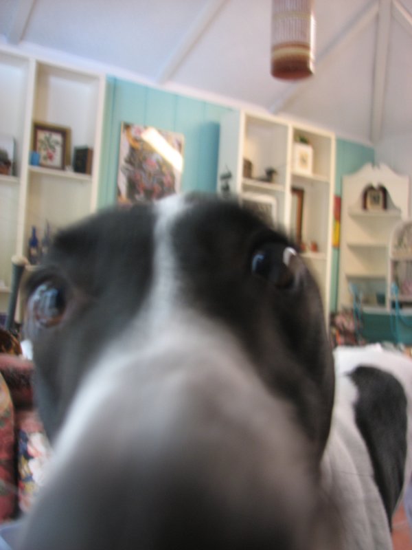dawg-bits 009.jpg