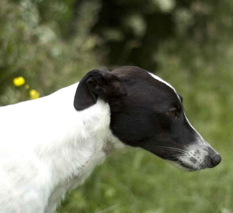 C-Zed the Greyhound