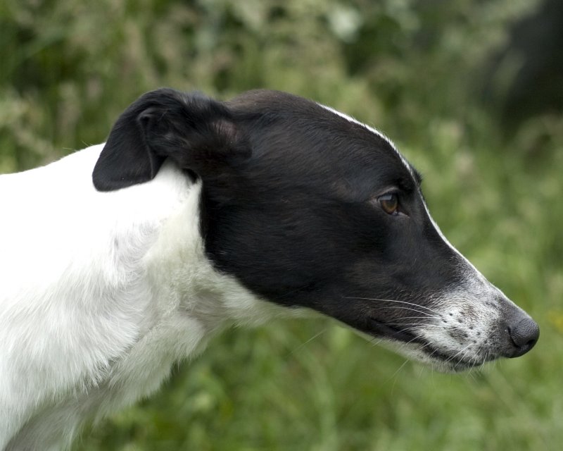 C-Zed the Greyhound
