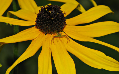 Bladkrabbspindel p gul Rudbeckia