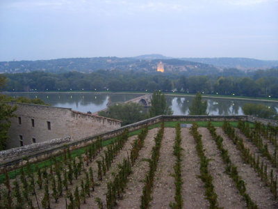 vineyards of the popes' palace, avignon