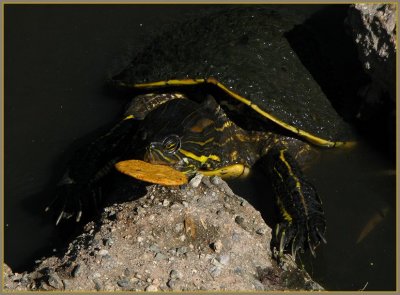monster turtle.jpg