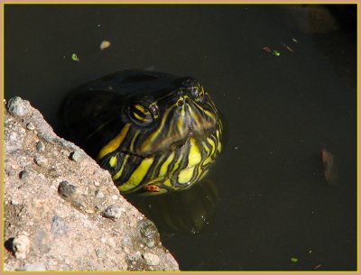 monster turtle 2.jpg