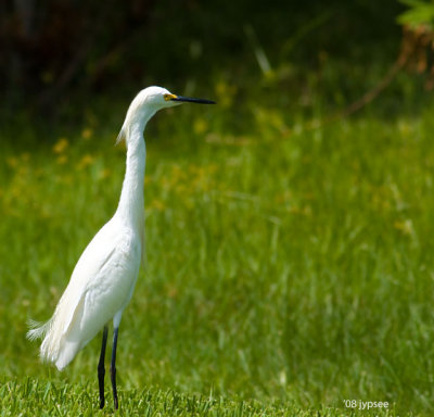 snowy egret in the backyard number2