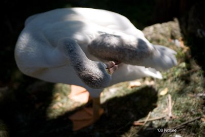 white pelican preening