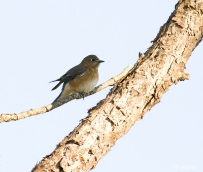 Eastern bluebird female