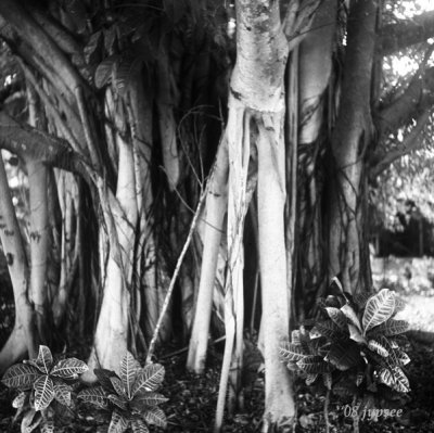 banyan