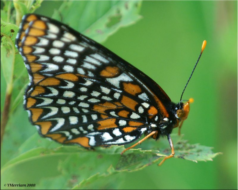 Baltimore Checkerspot Ventral