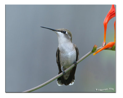 Ruby-throated Hummingbird Female