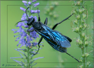 Great Black Wasp ~ Sphex pennsylvani