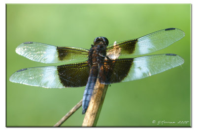 Widow Skimmer Male