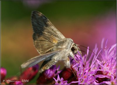 Possible Hodges #9351  Apamea alia