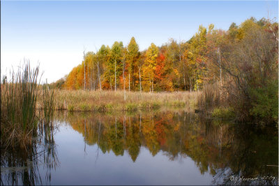 Birch Swamp