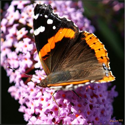 Red Admiral Dorsal