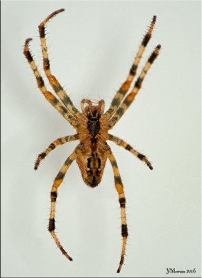 Araneus sp.