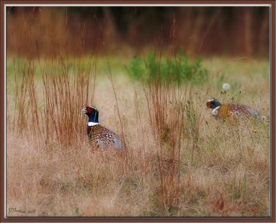 The Boys of Autumn