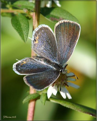 Eastern Tailed Blue Female